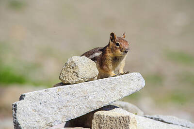 Chocolate Lover - Chipmunk by a small rock by Jeff Swan
