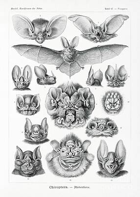 Food And Beverage Paintings - Chiroptera-Fledertiere from Kunstformen der Natur 1904 by Ernst Haeckel by Shop Ability