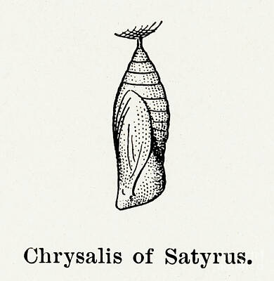 Studio Grafika Zodiac Rights Managed Images - Chrysalis of Satyrus Satyr from Moths and butterflies of the United States 1900 by Sherman  Royalty-Free Image by Shop Ability