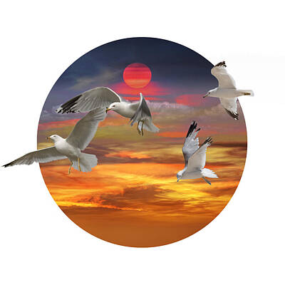 Randall Nyhof Royalty-Free and Rights-Managed Images - Circular Photo with Flying Gulls and Sunset by Randall Nyhof