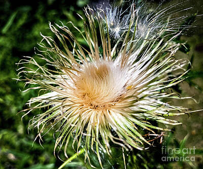 Nothing But Numbers Royalty Free Images - Cirsium Royalty-Free Image by William Norton
