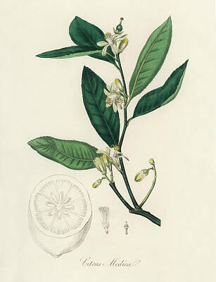 Rustic Cabin - Citron Citrus medica illustration from Medical Botany 1836 by John Stephenson and James Morss Church by Arpina Shop