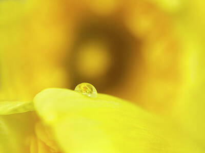 Airplane Paintings Royalty Free Images - Close Up Daffodil Royalty-Free Image by Mark Duffy