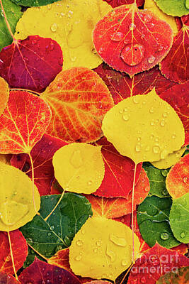 Abstract Landscape Photos - Close up of aspen tree leaves sitting on the ground with dew water drops by Phillip Rubino