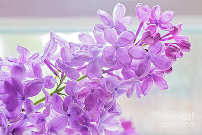 Lucille Ball - Close-up of beautiful lilac by Beautiful Things