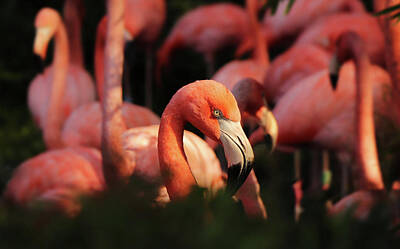 Landmarks Rights Managed Images - Head american flamingo, Phoenicopterus ruber, from bushes Royalty-Free Image by Vaclav Sonnek