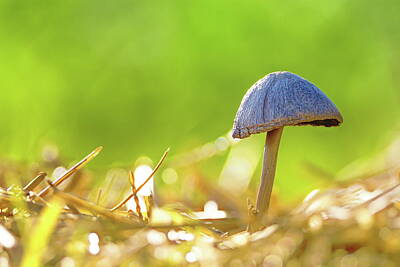 Juan Bosco Forest Animals - Close upon single mushroom in the nature by Elenarts - Elena Duvernay photo