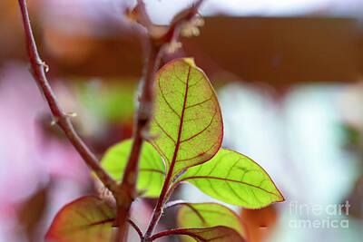 Bath Time - closeup Abstract green and red leafs on a shrub t4 by Ilan Rosen