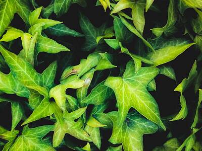 Cultural Textures - Closeup Green Ivy Leaves Garden Background by Tim LA