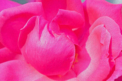 Roses Rights Managed Images - Closeup of a Wonderful Pink Rose  Royalty-Free Image by Lucia Vega