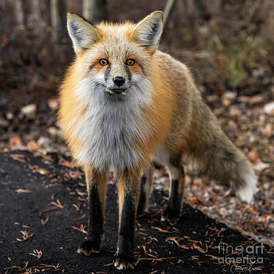 Lego Art - Closeup Square Portrait of a Wild Red Fox in Wyoming by Phillip Espinasse