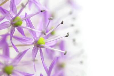 Prescription Medicine - Closeup view of the Allium Flower on the white background.  by Jaroslav Frank