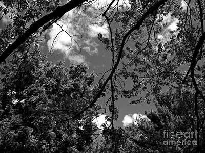 Frank J Casella Royalty-Free and Rights-Managed Images - Clouds and Trees Black and White - Frank J Casella by Frank J Casella
