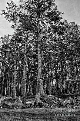 Negative Space Royalty Free Images - Coastal Cedars -BW- Royalty-Free Image by Brenton Cooper