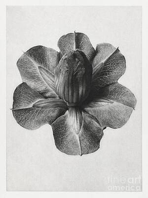 Roses Royalty-Free and Rights-Managed Images - Cobaea Scandens Cup and Saucer Vine enlarged 4 times from Urformen der Kunst 1928 by Karl Blossfelt by Shop Ability