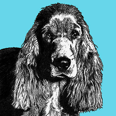 Portraits Royalty-Free and Rights-Managed Images - Cocker Spaniel Drawing by Portraits By NC
