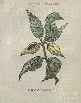 Recently Sold - Floral Drawings - Cocoa Tree t3 by Botany