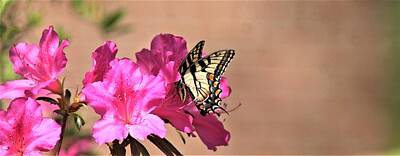 Joe Hamilton Baseball Wood Christmas Art Royalty Free Images - Coffee Cup 0147 2 Tiger Swallowtail Butterfly Royalty-Free Image by Travis Truelove