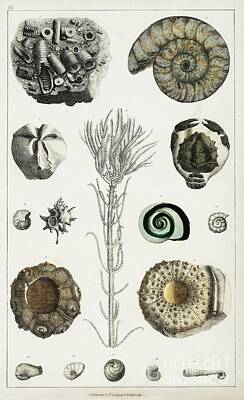 Lego Art - Collection of various fossils from A history of the earth and animated nature 1820 by Oliver  by Shop Ability