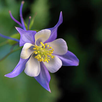 Lilies Royalty-Free and Rights-Managed Images - Colorado Blue Columbine Flower by Lily Malor