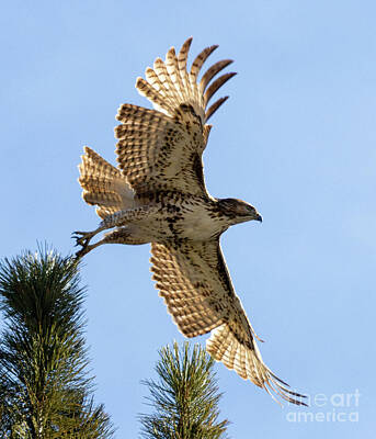 Steven Krull Royalty-Free and Rights-Managed Images - Colorado Red-tailed Hawk by Steven Krull