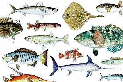 Beach Digital Art - Colored vector illustration of fish drawing collection by Celestial Images