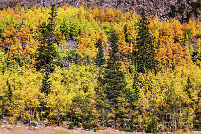 Mountain Rights Managed Images - Colorful aspen trees explode in autumn colors in Rocky Mountains Royalty-Free Image by Marek Poplawski