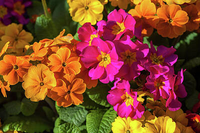 1-minimalist Childrens Stories - Colorful Mix of Primula Flowers 9 by Jenny Rainbow