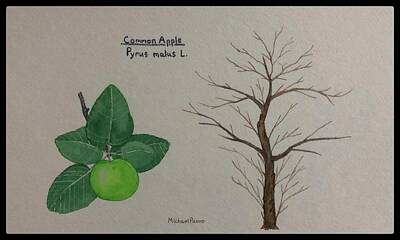 Food And Beverage Paintings - Common Apple Tree ID W/ Border by Michael Panno