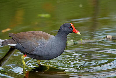 Underwood Archives Royalty Free Images - Common Gallinule 3403 Royalty-Free Image by Matthew Lerman