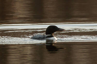 Cities Photos - Common Loon 01 by Judy Tomlinson