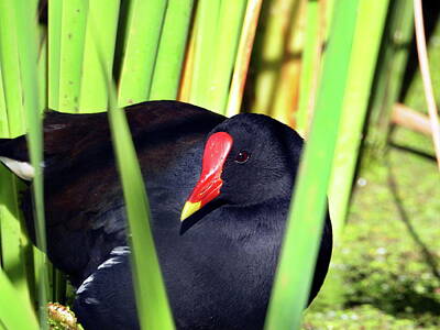 Animals Royalty-Free and Rights-Managed Images - Common Moorhen by Bird Republic