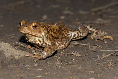 Florentius The Gardener - Common toad facing left by Steev Stamford