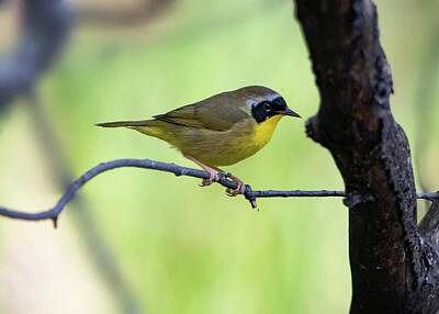 Paint Brush Rights Managed Images - Common Yellowthroat Warbler Male Royalty-Free Image by Marlin and Laura Hum