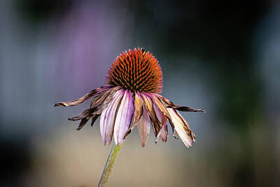 Lighthouse - Coneflower in Autumn by Craig A Walker