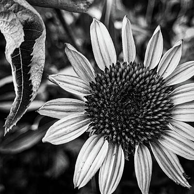 Printscapes - Coneflower in black and white by Jim Feldman