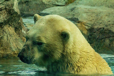 Glass Of Water Rights Managed Images - Contemplative polar bear in pool Royalty-Free Image by SAURAVphoto Online Store