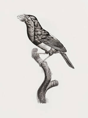 Birds Digital Art - Coppersmith Barbet 01 - Vintage Bird Illustration - Birds Of Paradise - Jacques Barraband  by Studio Grafiikka