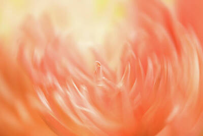 Abstract Flowers Photos - Coral Flower Abstract 1 by Joni Eskridge