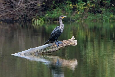 Joe Hamilton Nfl Football Wood Christmas Art Royalty Free Images - Cormorant Perched on a Log Royalty-Free Image by Uwe Seliger