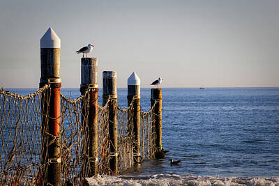 Animals Photos - Coronado Gulls by Bill Chizek