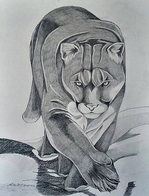 Animals Drawings - Cougar Drawing by Marta Pawlowski