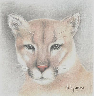 Landmarks Drawings - Cougar by Judy Horan