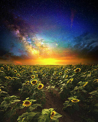 Sunflowers Royalty-Free and Rights-Managed Images - Counting Stars by Aaron J Groen