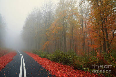 College Town - Countryside road with fall foliage tree in the mist by Athina Psoma