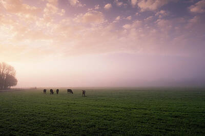 Wildlife Photography - Cows at Sunrise by Ryan Johnson
