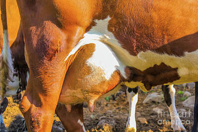 Design Turnpike Books Rights Managed Images - Cows breasts close up Royalty-Free Image by Benny Marty