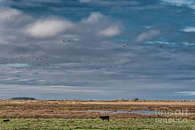 Stellar Interstellar Rights Managed Images - Cows grazing in the meadows wetlands of Skjern in Denmark Royalty-Free Image by Frank Bach