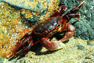 Autumn Leaves - Crabby cornered shore crab by Jeff Swan