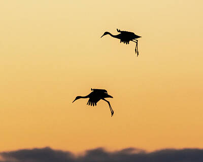 Animal Watercolors Juan Bosco - Cranes coming in for a landing by Chris Augliera